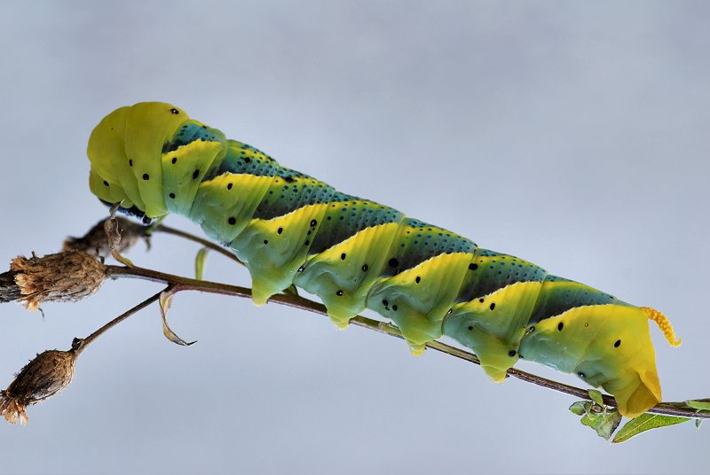 Acherontia atropos